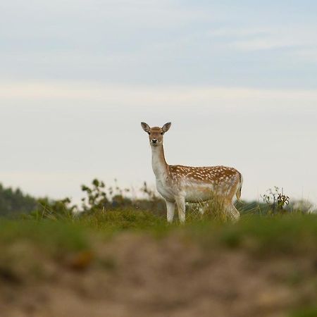 Boszicht 6 Halfvrijstaande Vakantiewoning In Oostkapelle Bagian luar foto