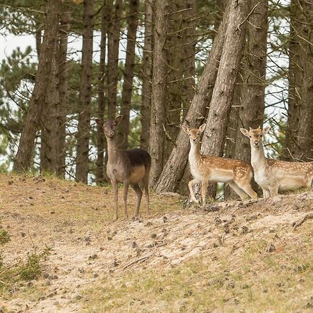 Boszicht 6 Halfvrijstaande Vakantiewoning In Oostkapelle Bagian luar foto